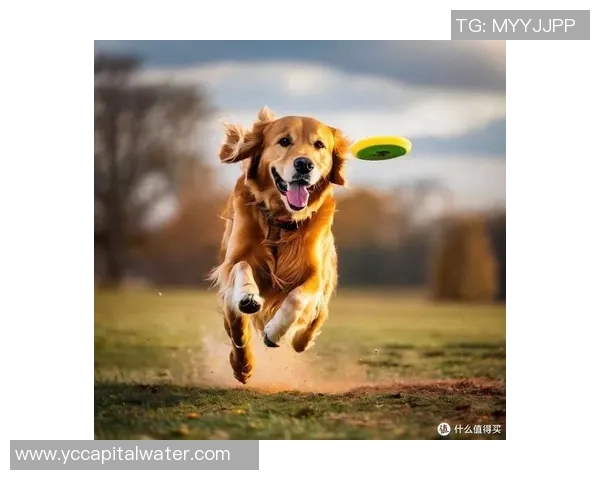 北京飞盘队在世界街舞大赛中的耐力表现值得称赞与反思